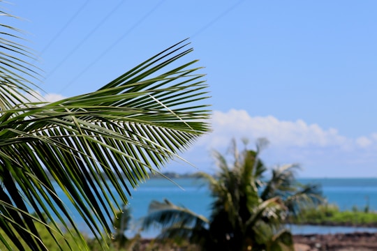 photo of green plant