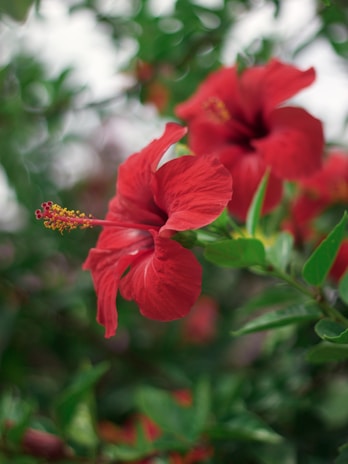 Close-up of vibrant hibiscus flowers growing in rich, dark soil.