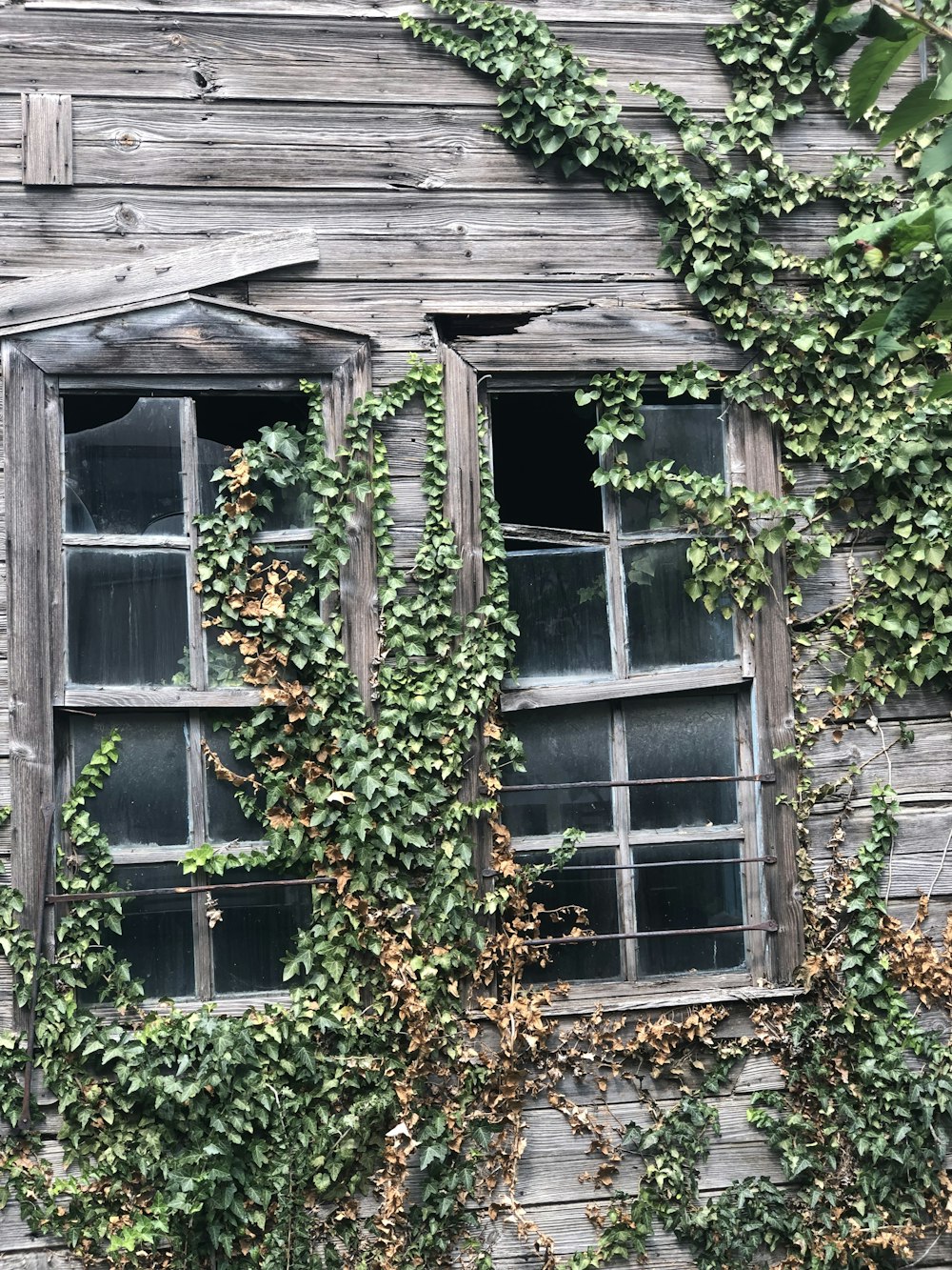 green vine plane on grey wooden house