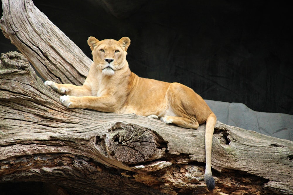 Lionne adulte couchée sur un tronc d’arbre