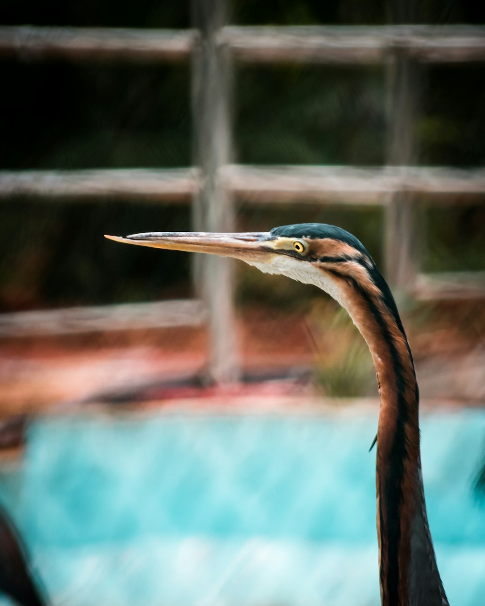 a close up of a bird near a pool