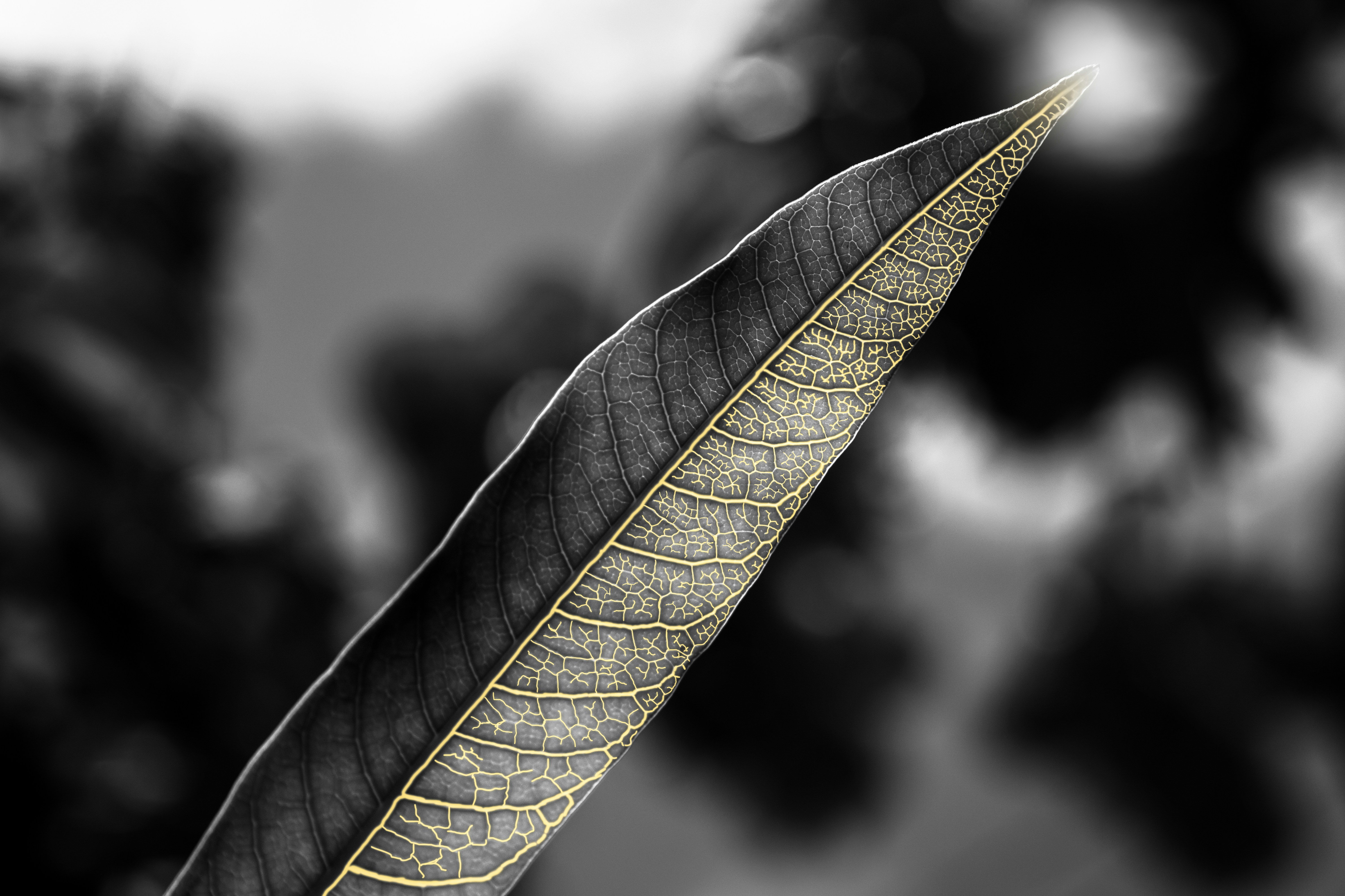 a close up of a leaf with a blurry background