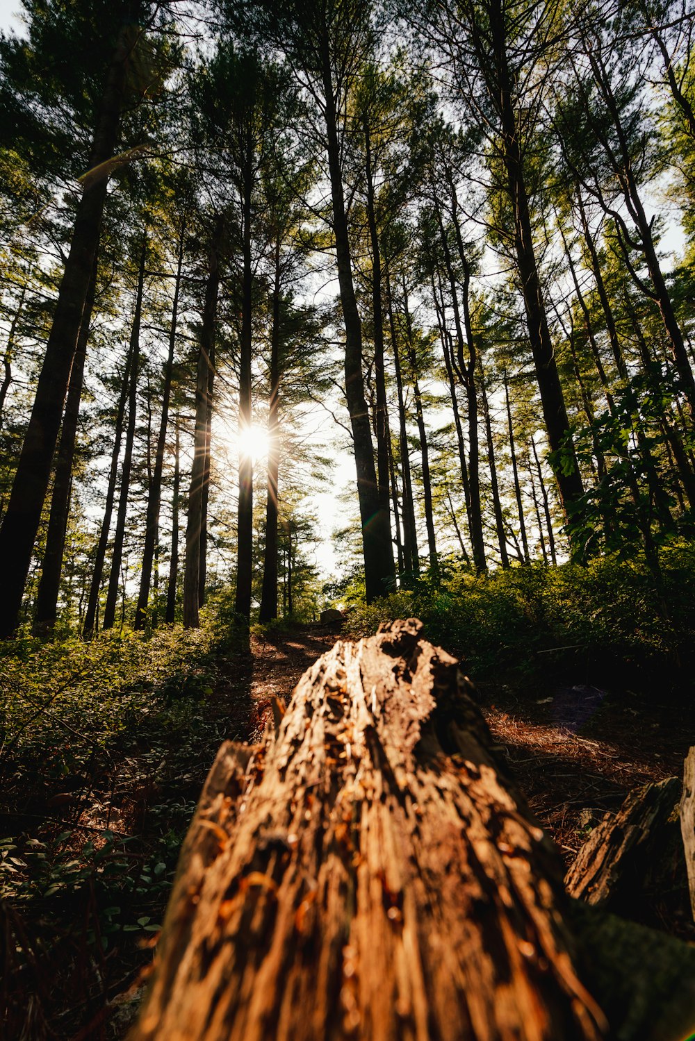 woods across sun photo