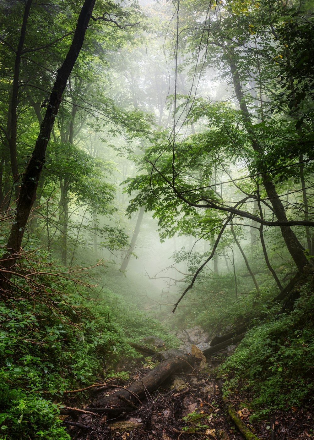 foresta coperta di nebbia