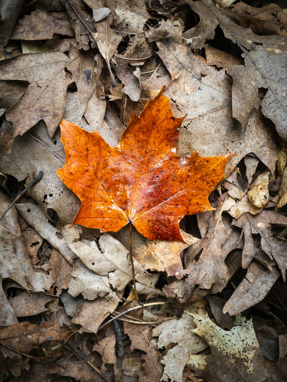 hoja marchita