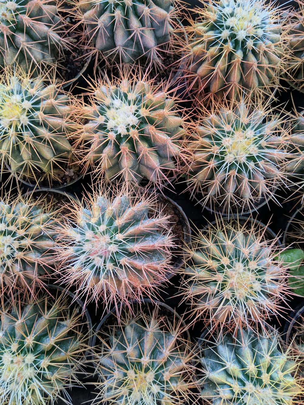 twelve cactus in pots