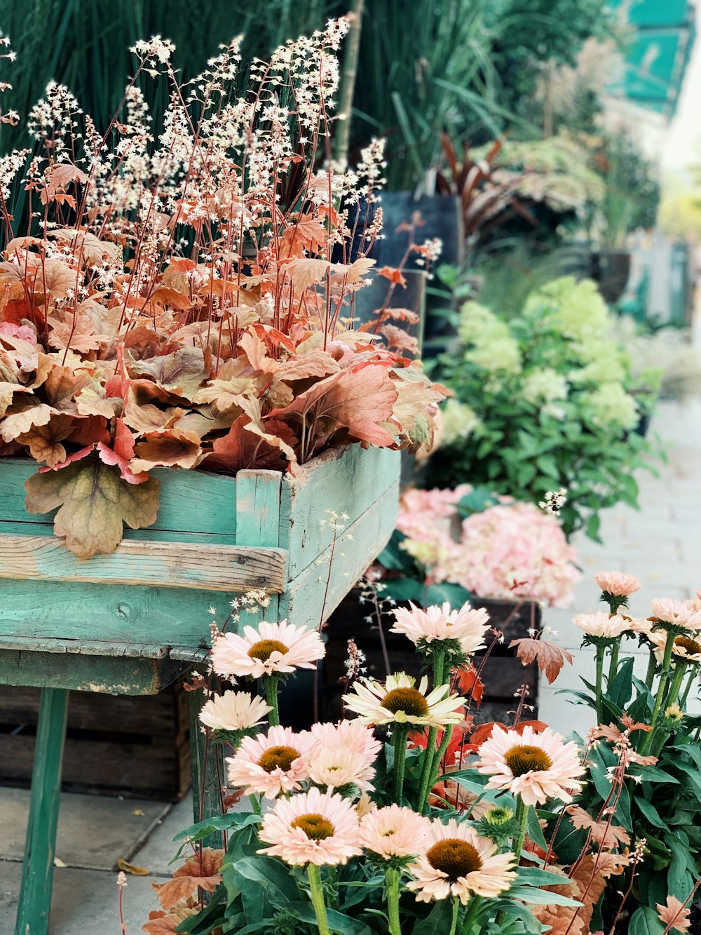 flowers on pot