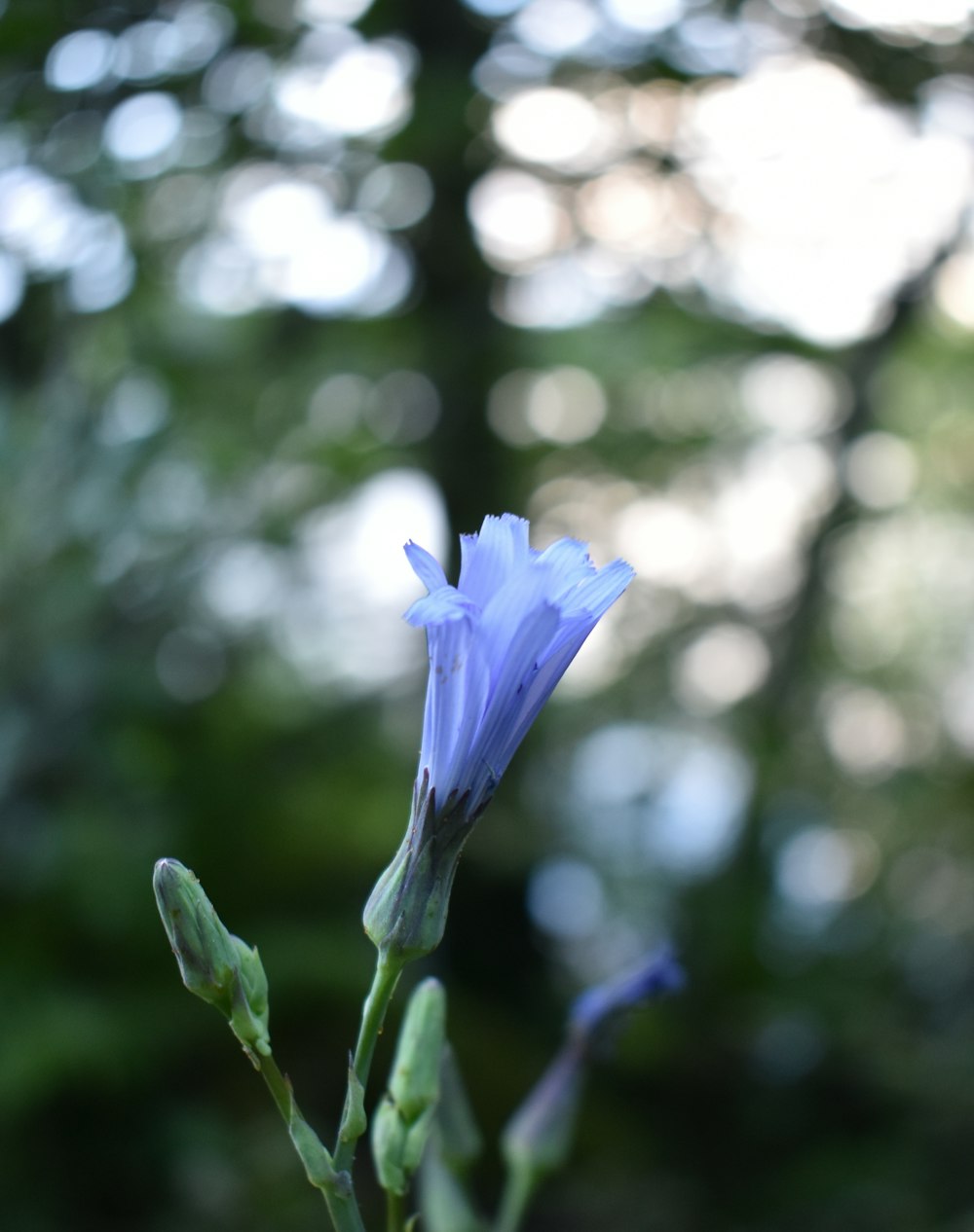 focus photography of purple flower