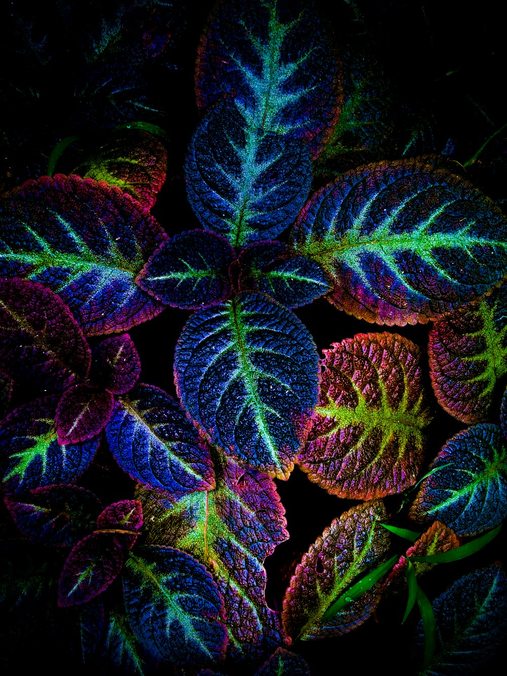 coleus plant on black background