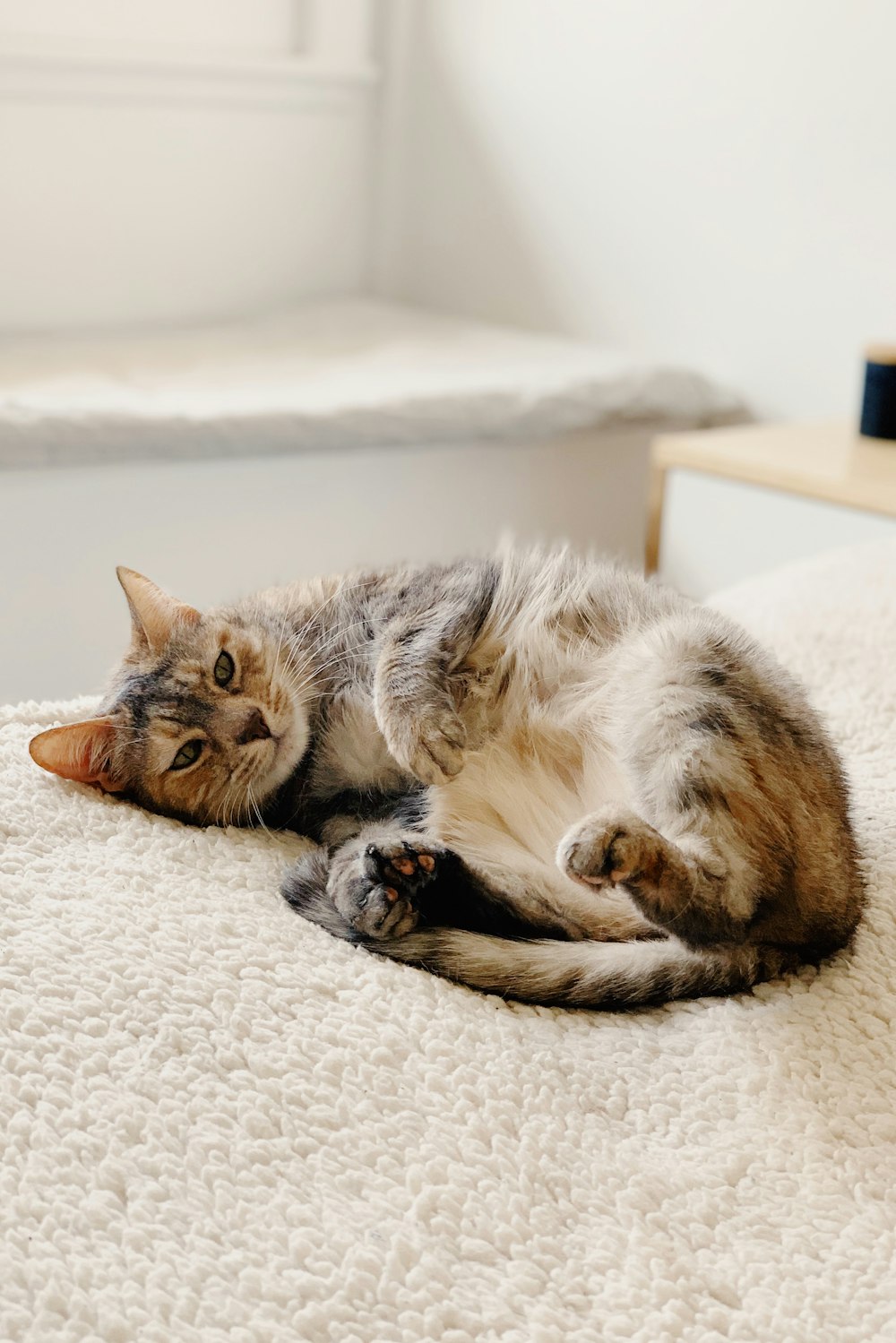 brown tabby cat lying on bed