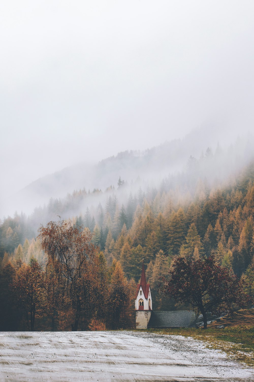 fog covering forest