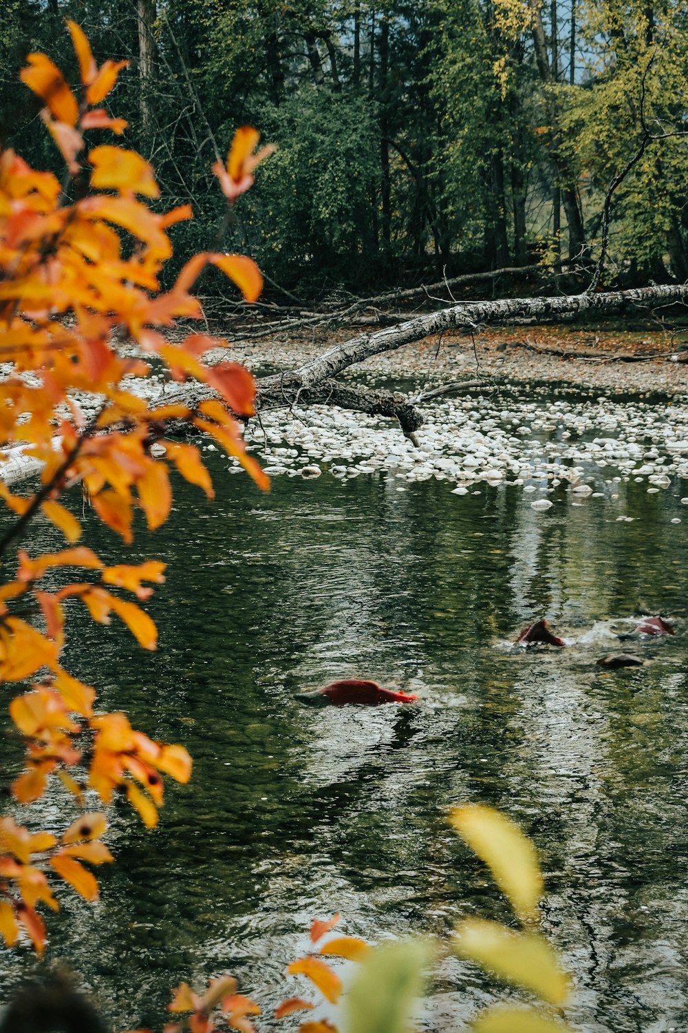 fiume circondato da alberi