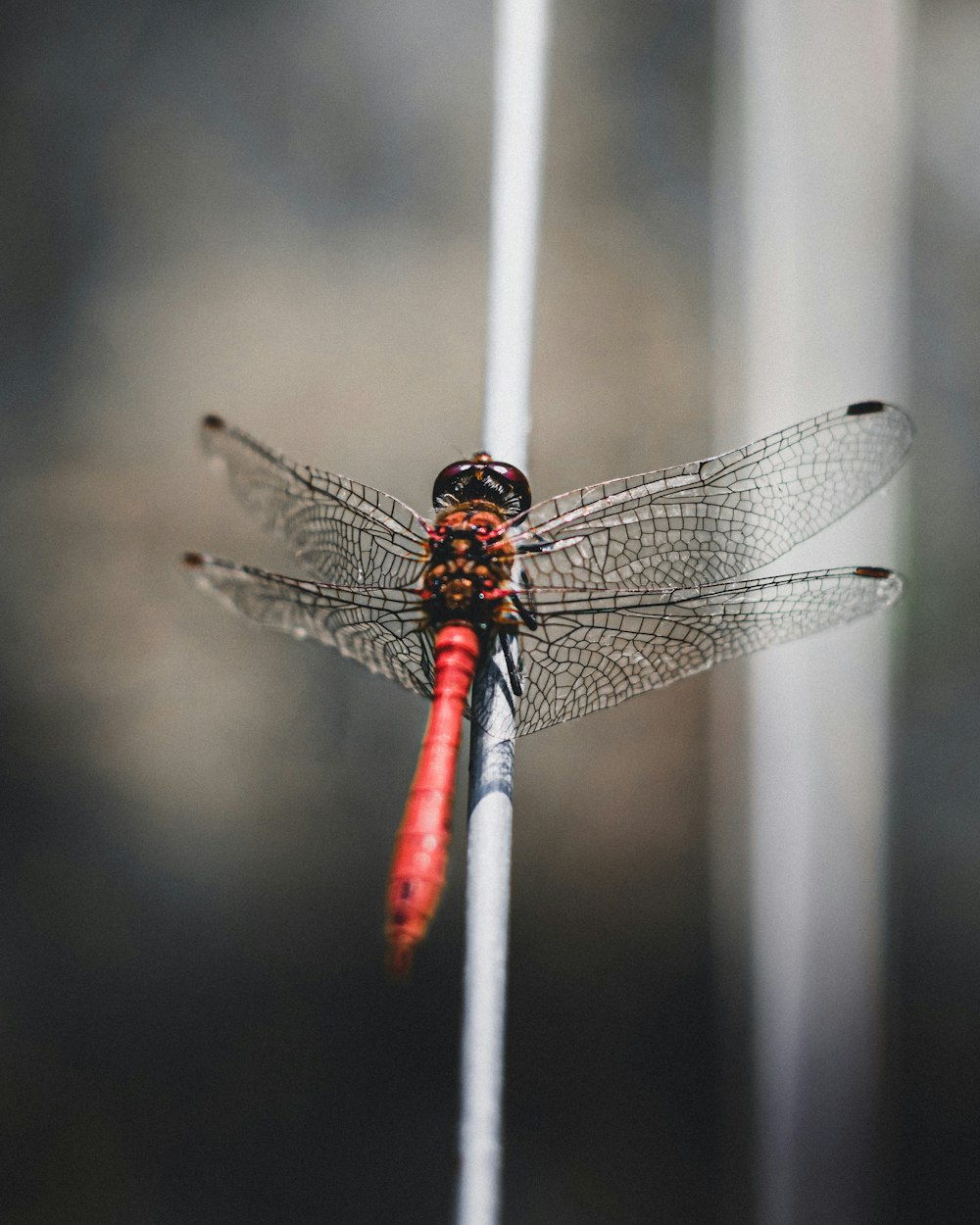 red and black dragonfly