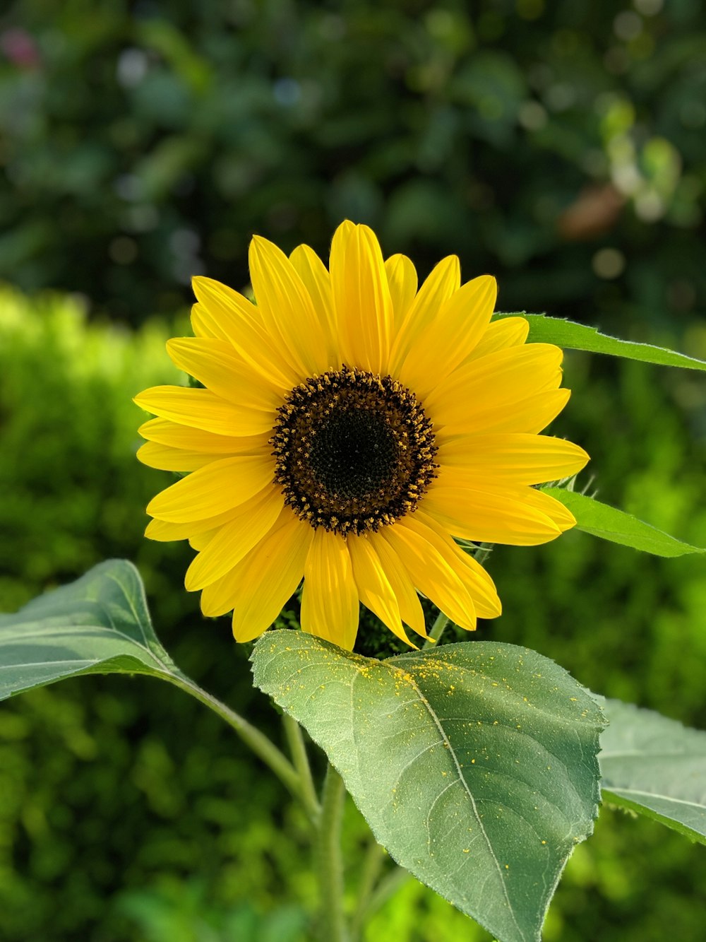 closeup photo of sunflower