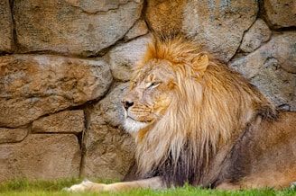 A majestic lion rests against a textured stone wall, its golden mane contrasting against the rugged background. The lion appears calm and regal, lying on a patch of green grass.