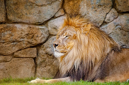 A majestic lion rests against a textured stone wall, its golden mane contrasting against the rugged background. The lion appears calm and regal, lying on a patch of green grass.