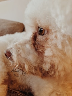 A close-up of a Chinese Crested dog with its distinctive hairless body and fluffy crest.
