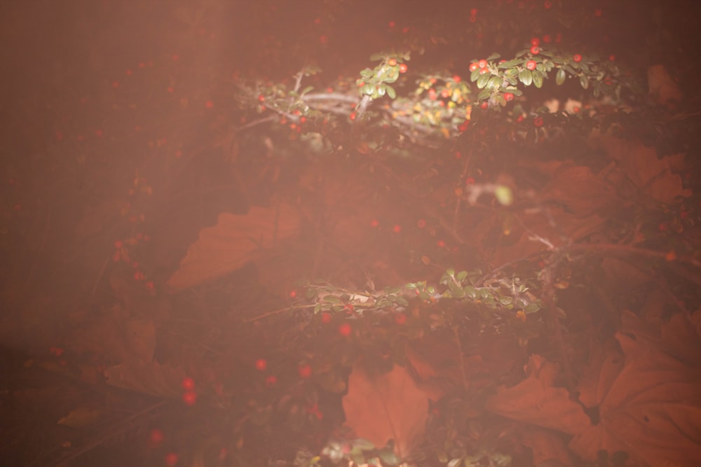 a blurry photo of leaves and flowers on a foggy day