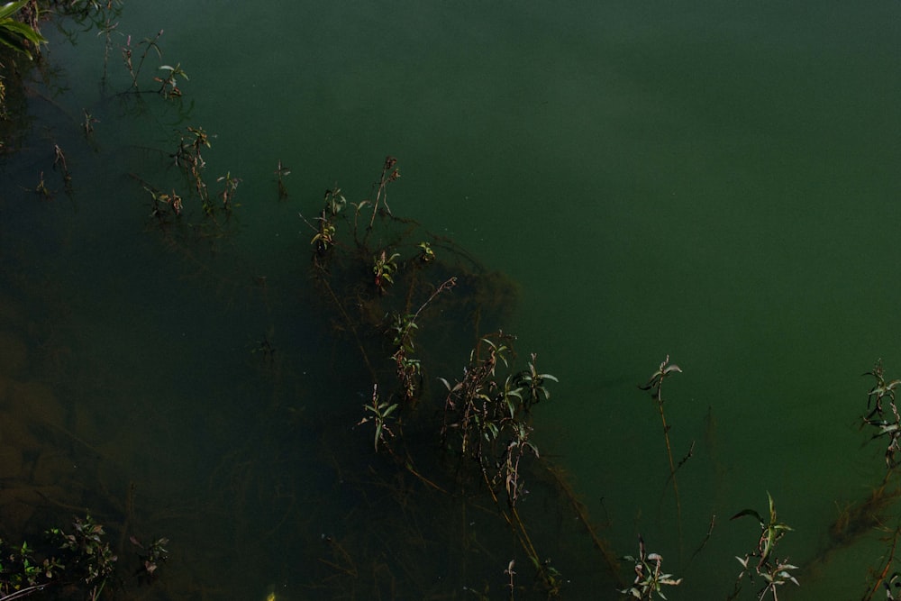 green plant on calm water