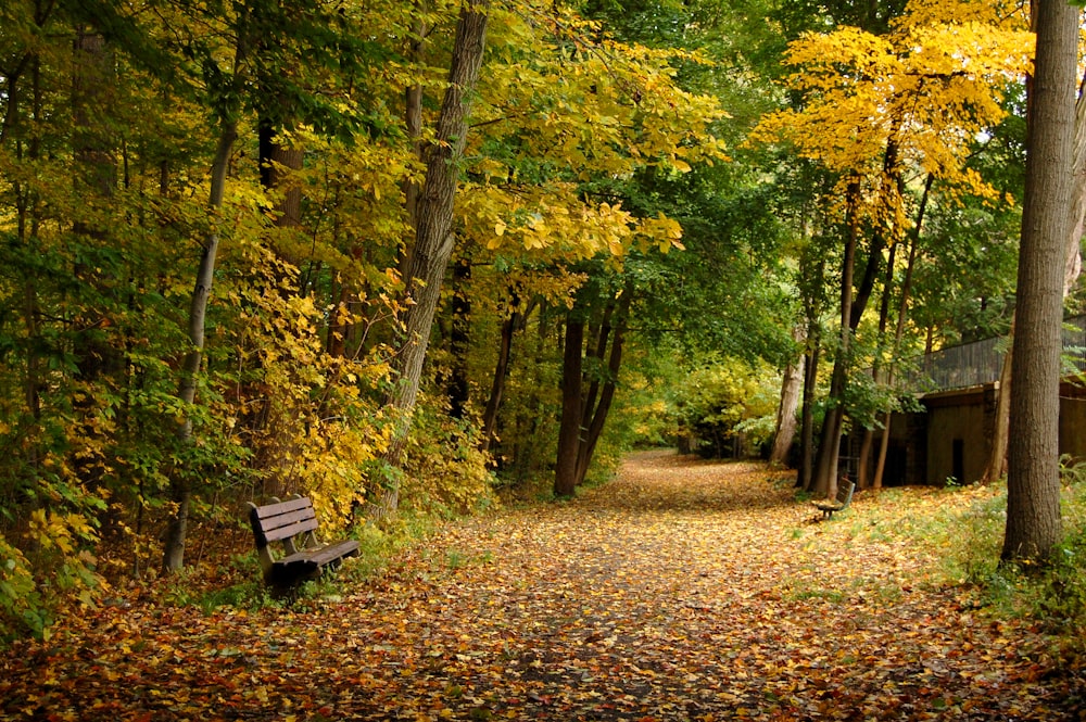 wooden bench under the tree at daytime