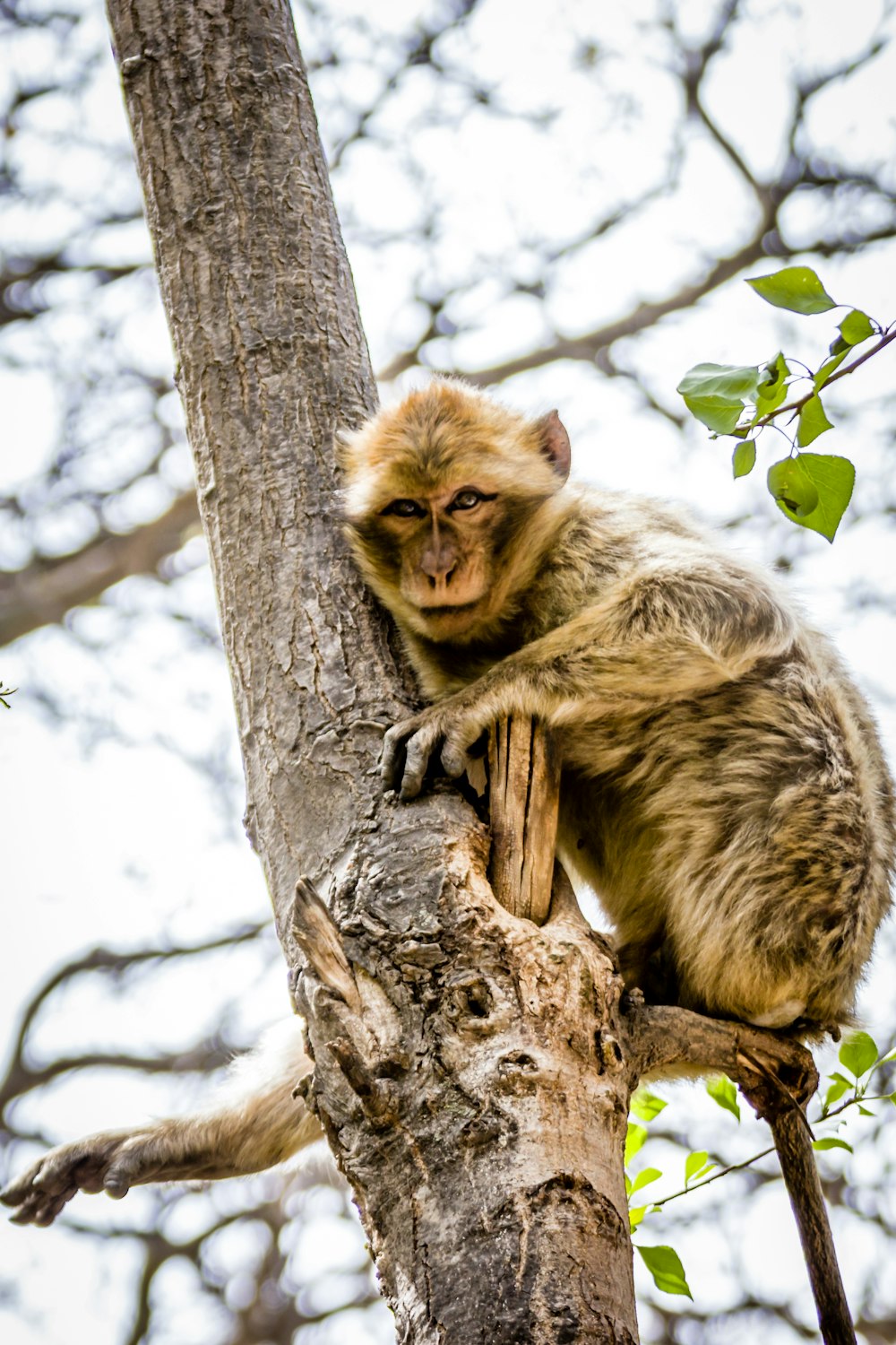 brown monkey on tree branch