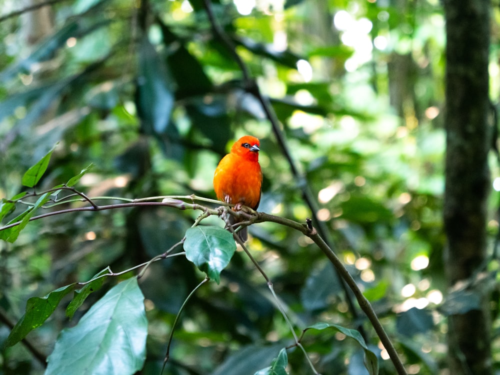 closeup photo of orange bird on tree branch