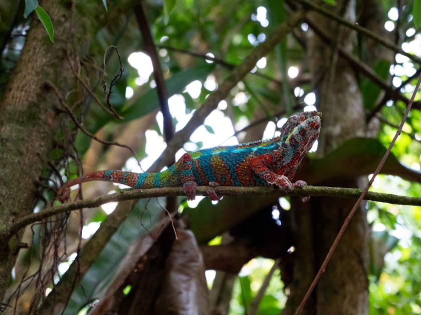 Kleurrijke kameleon op een tak in het regenwoud: past zich aan zijn omgeving aan, net zoals je de juiste AI kiest voor jouw situatie