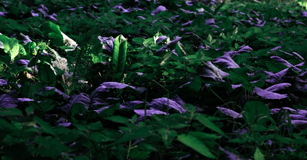 green-leafed grasses