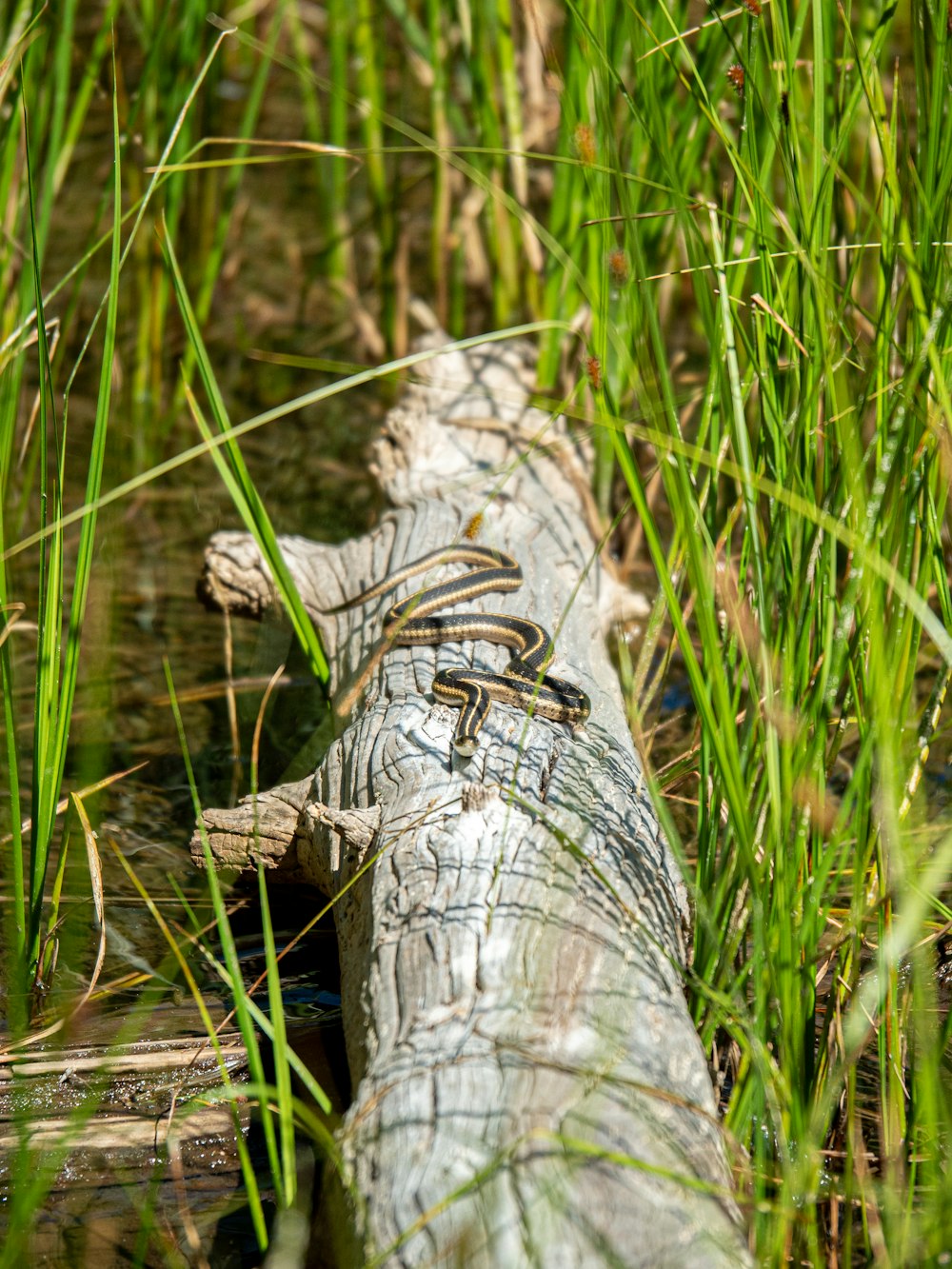 snake on wood log