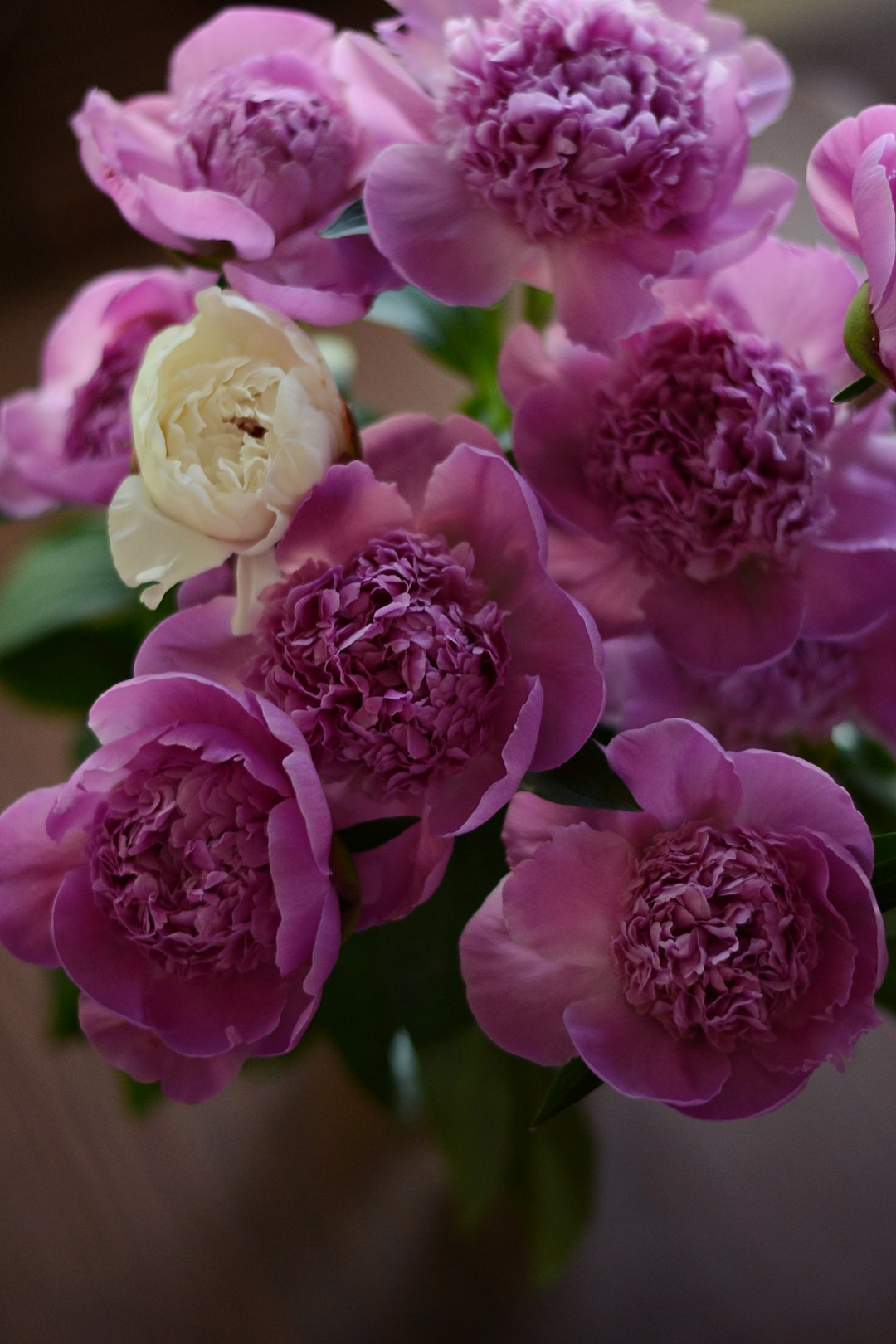 pink rose flowers