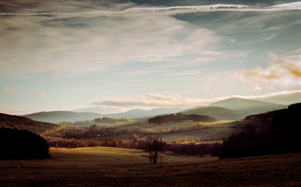 silhouette photo of field surrounded by trees