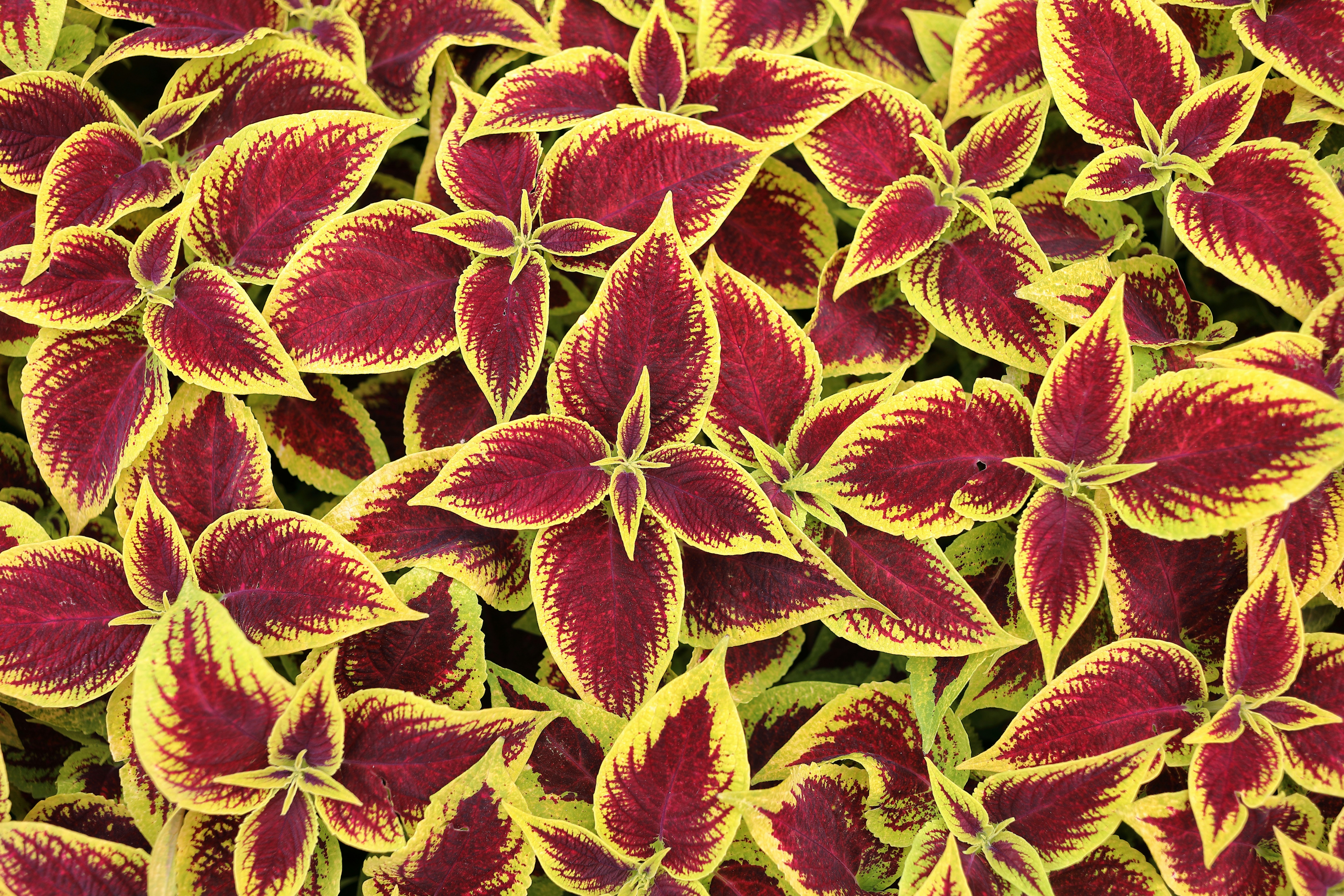 Колеус Блэк Бьюти