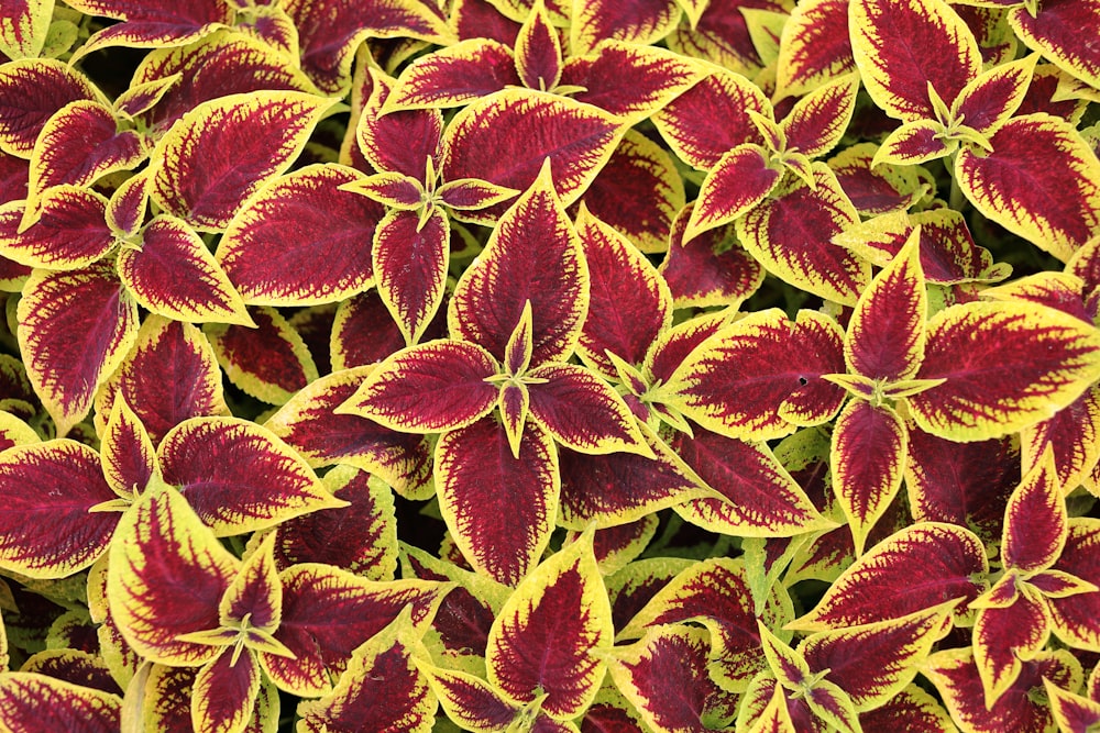 coleus plant lot