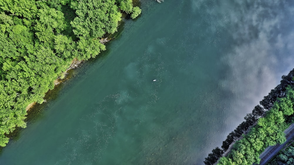 aerial photo of sea beside trees