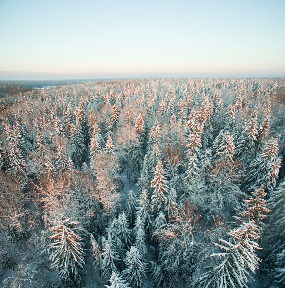 green trees