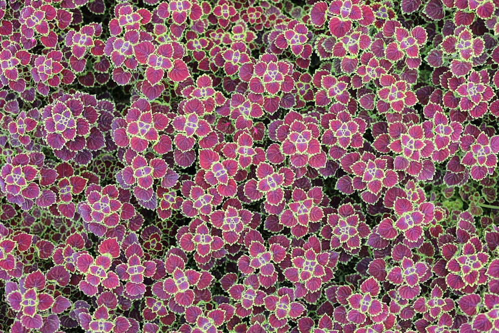 pink-petaled flowers