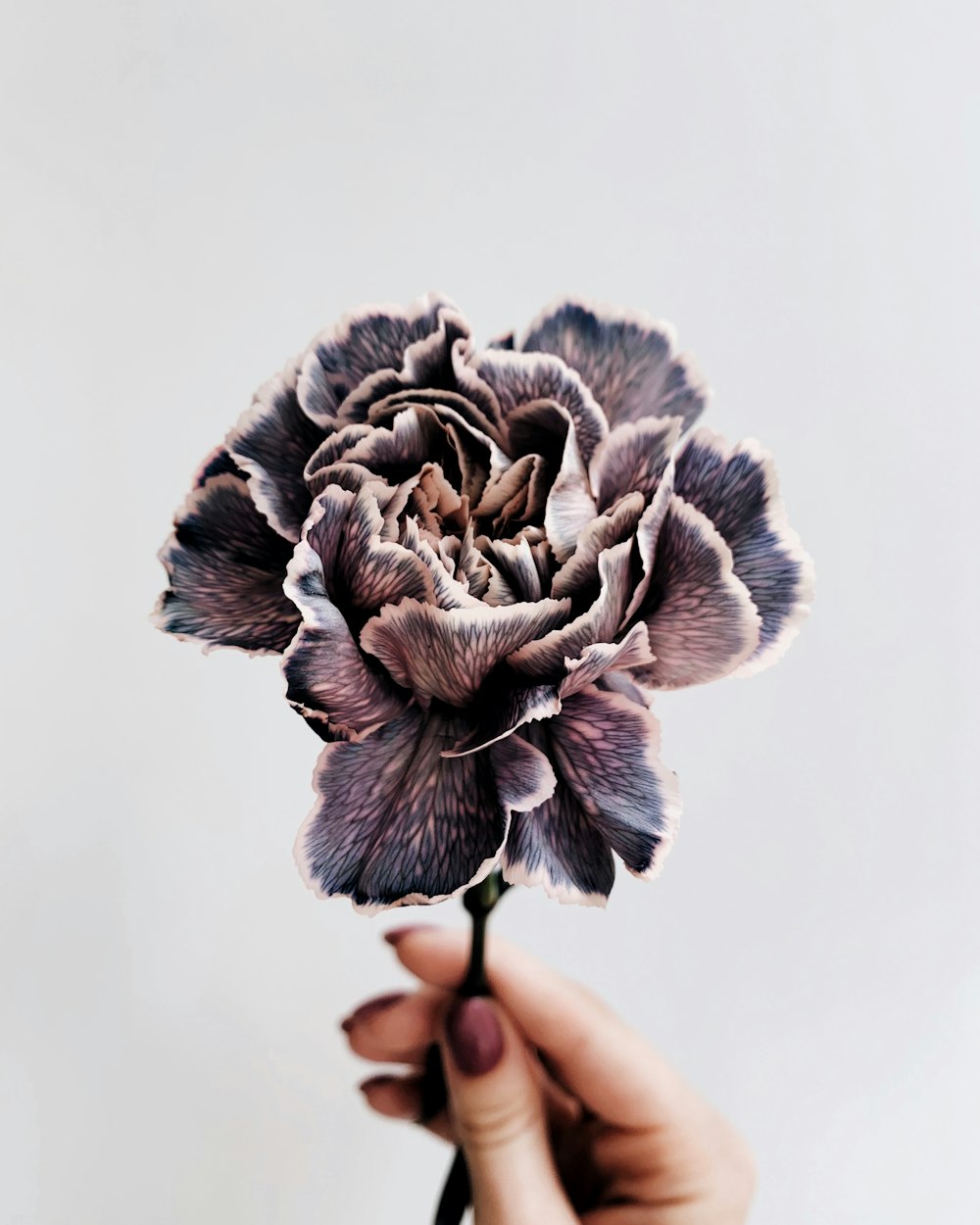 person holding gray and white petaled flower