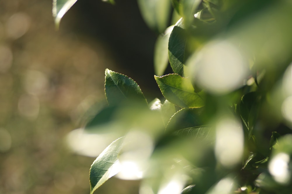 green leafed plant