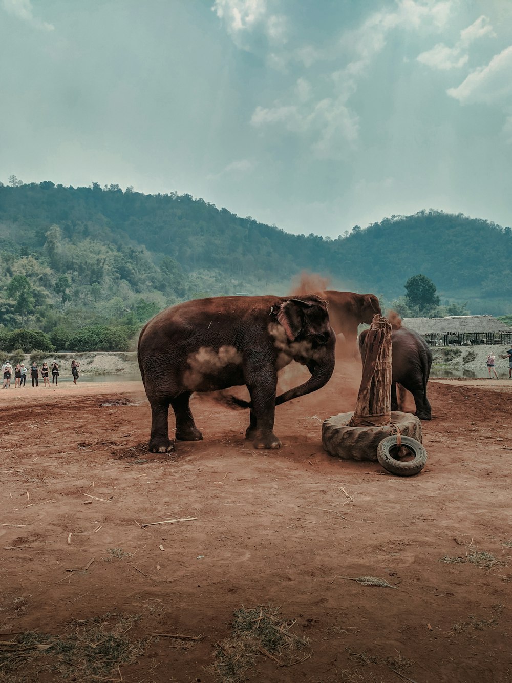 brown elephant