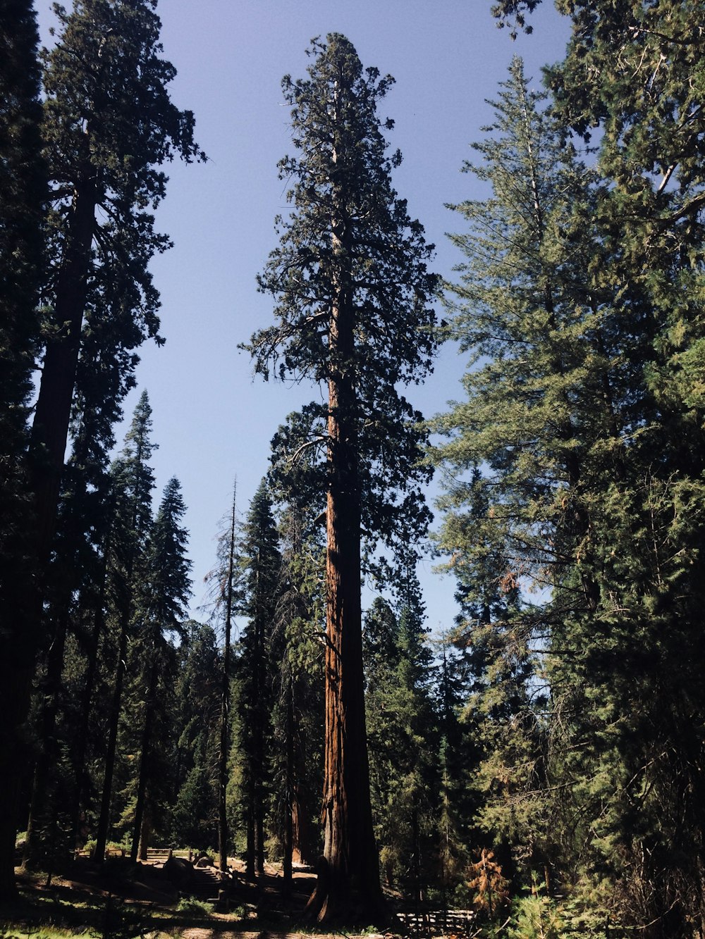 low angle photography of tree