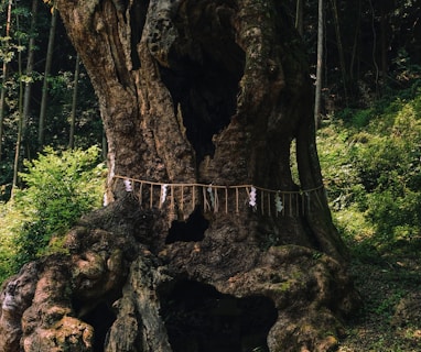 shallow focus photo of tree