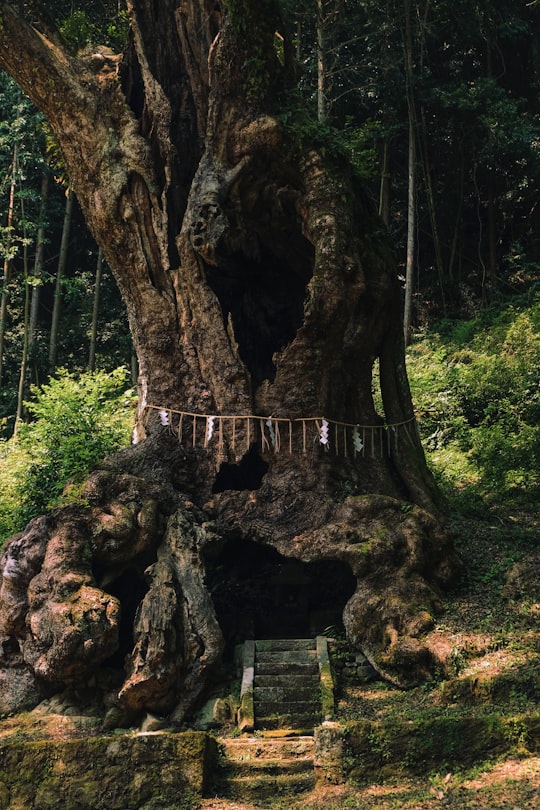 shallow focus photo of tree in Takeo Japan