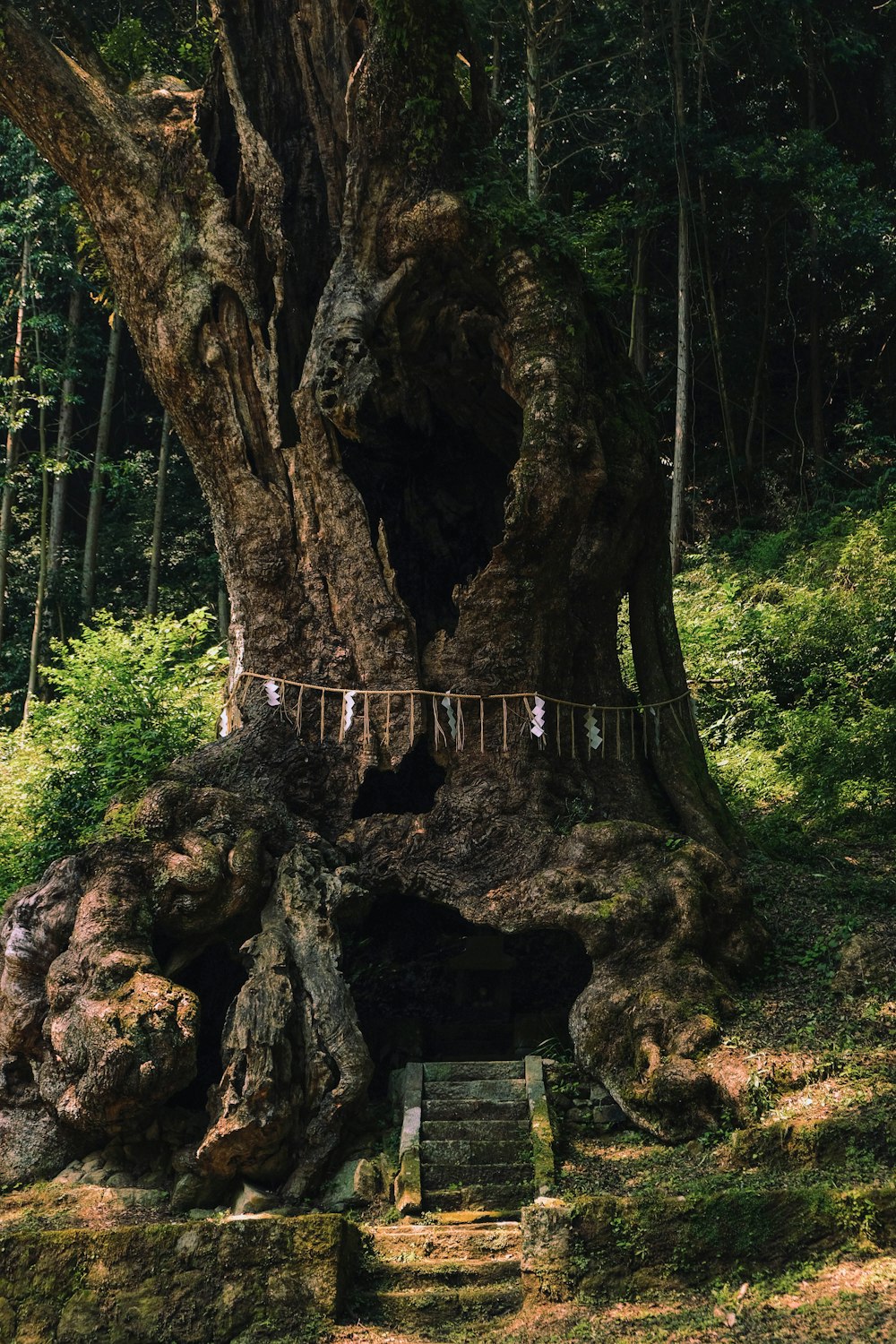 Foto de enfoque superficial de un árbol