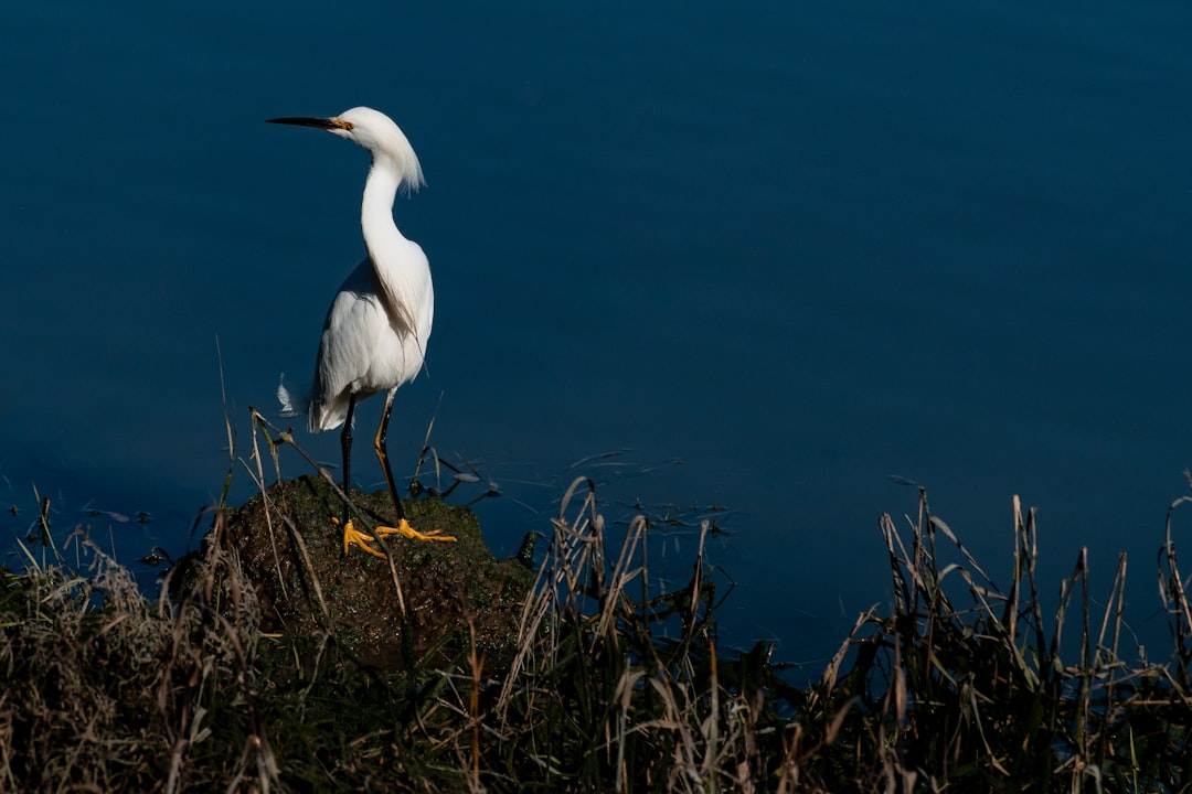 white bird on brown rock beside body of water