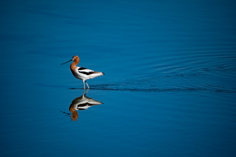 a bird with a long neck standing in the water