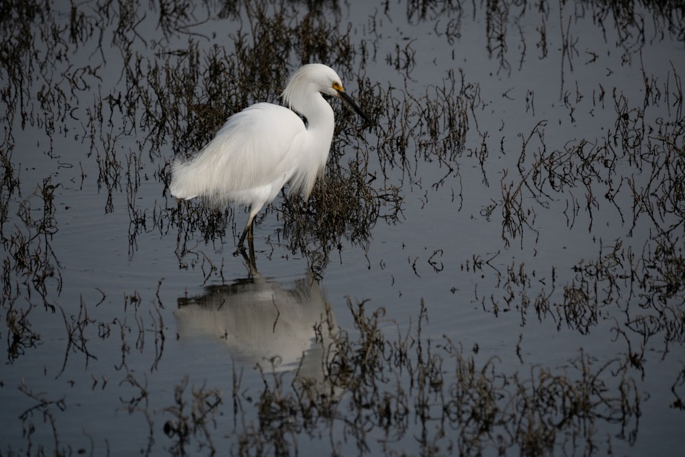 white bird on focus photography