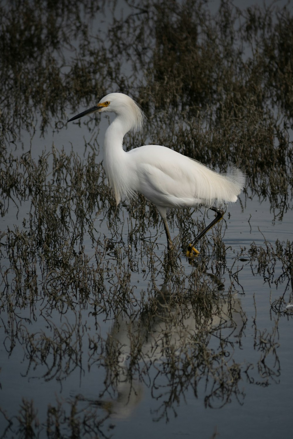 white and black pelican on body of water