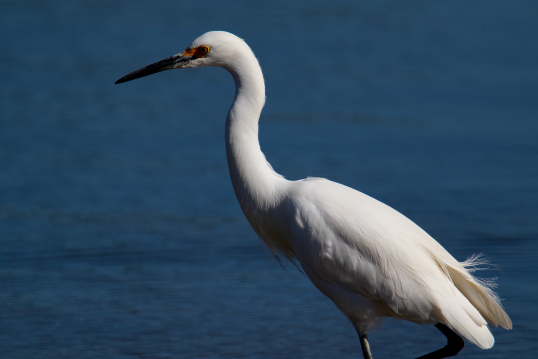 white crane