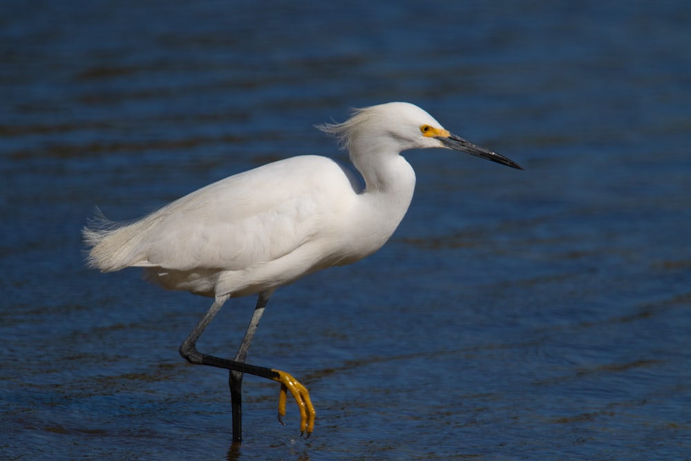 white Igris bird