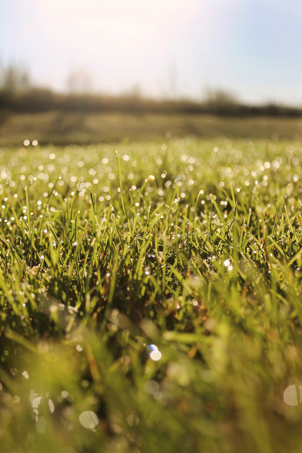 un campo de hierba con gotas de agua